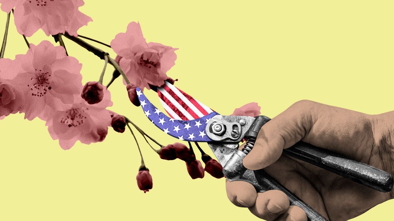 Hand holding a pair of pruning shears with the American flag pattern, clipping Sakura (cherry blossom) flowers from a tree branch.