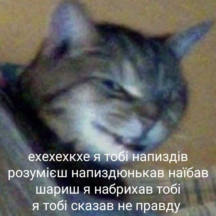 Создать мем "котики, коты, я тебе напиздел" - Картинки - Meme-arsenal.com