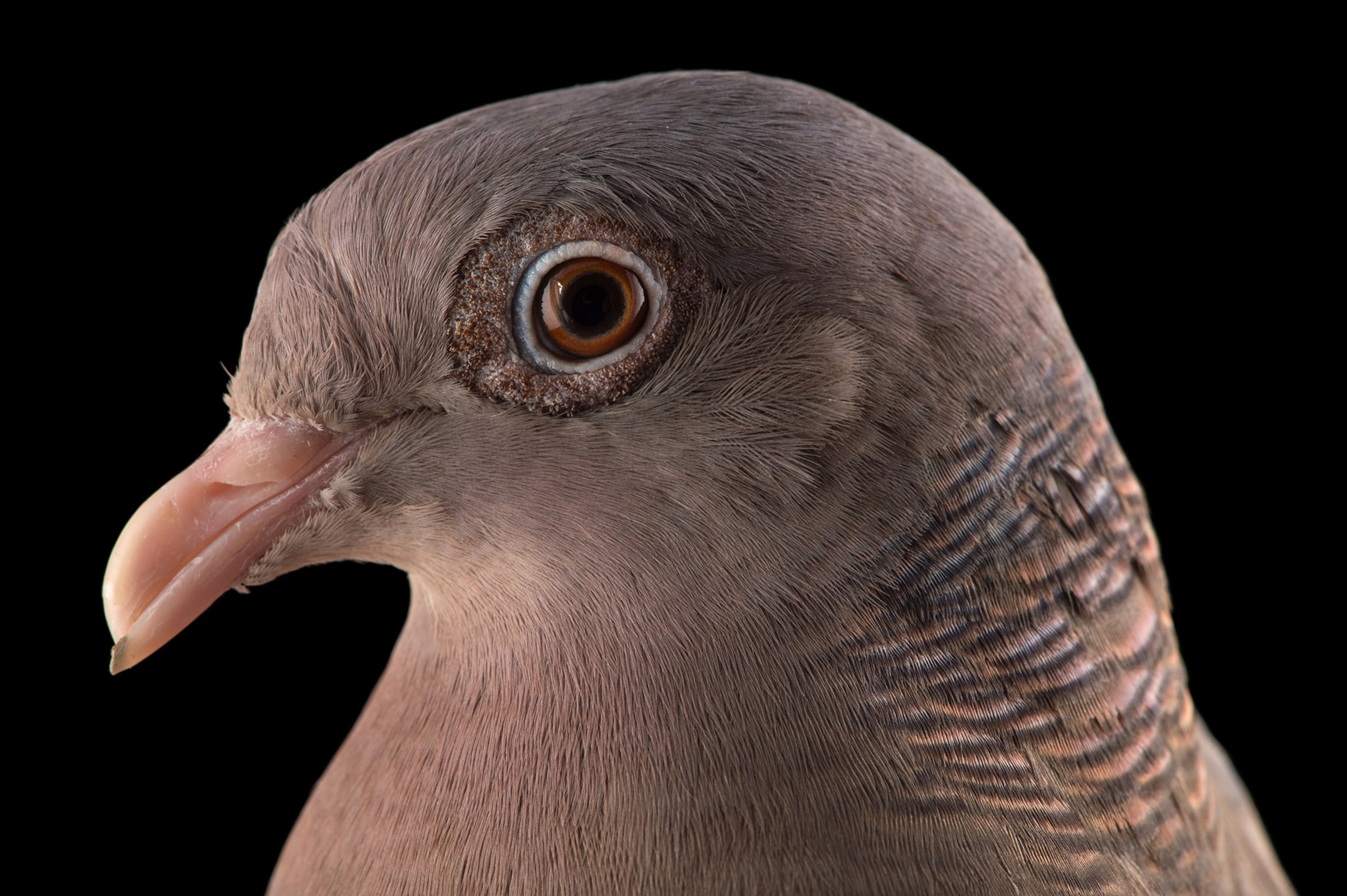 Studio photograph of a Bare eyed pigeon