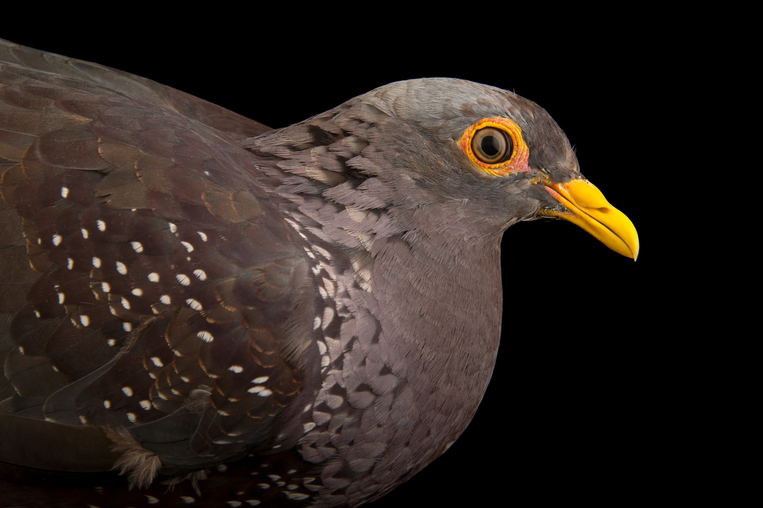Studio photo of Africa olive pigeon