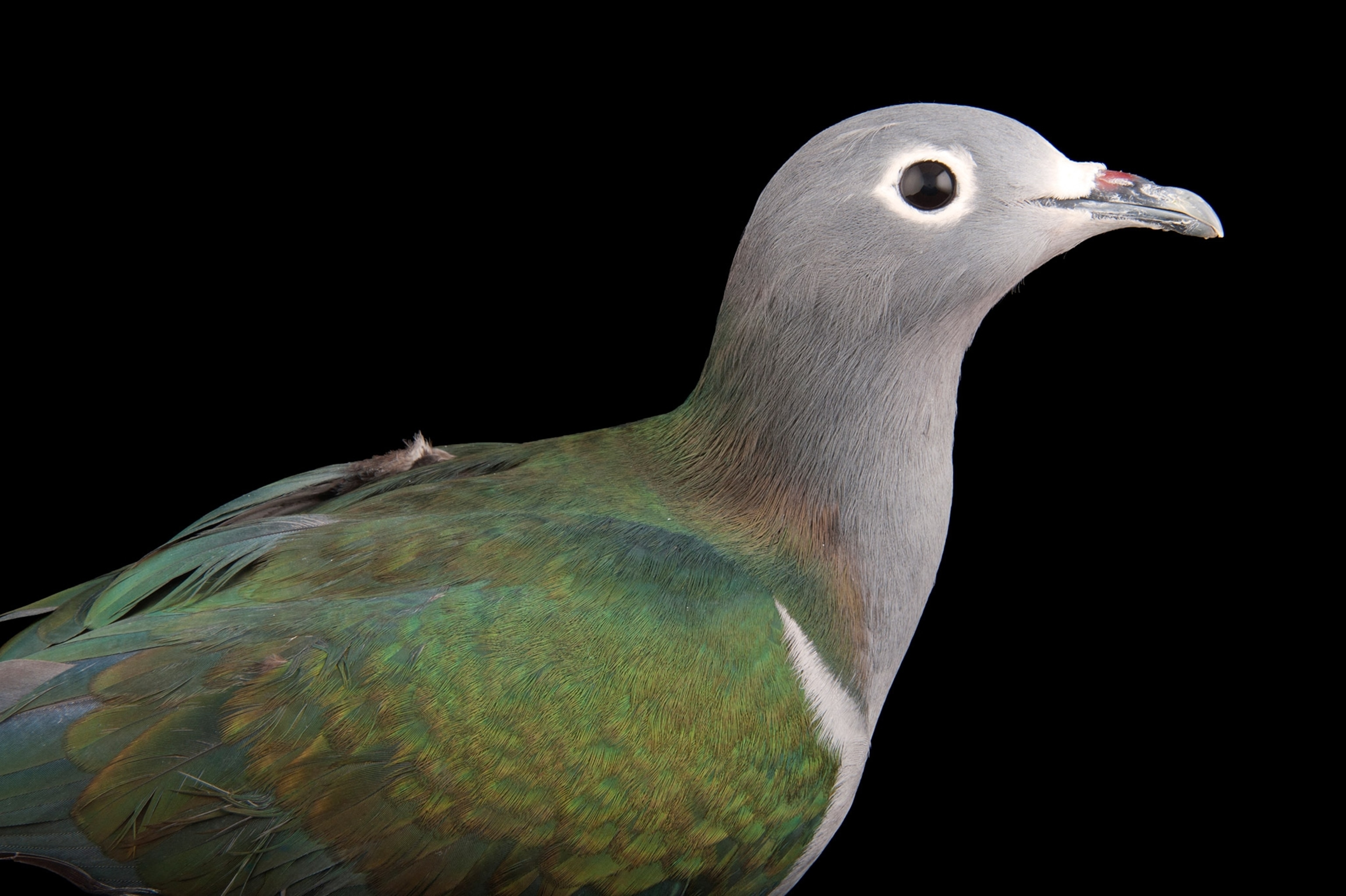 Studio photograph of a moluccan imperial pigeon
