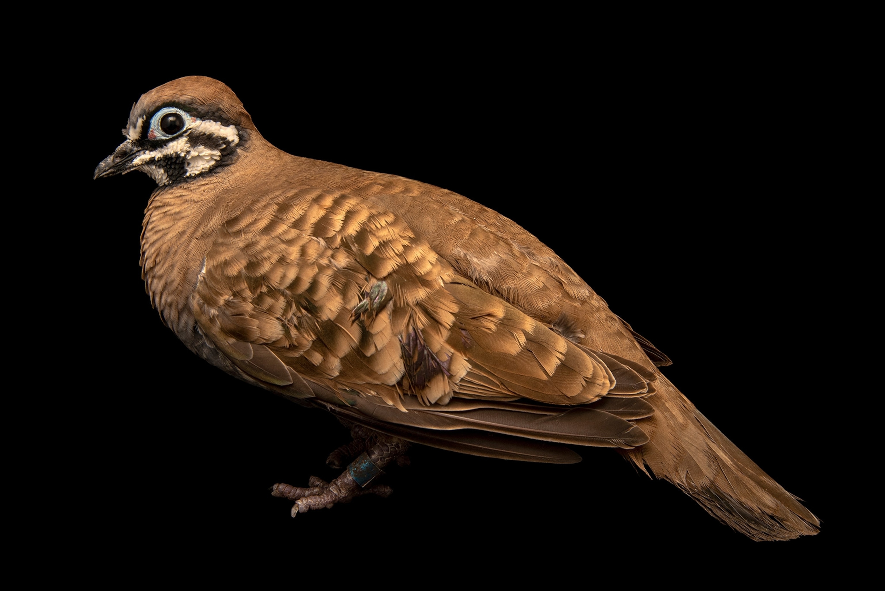 Studio photograph of a squatter pigeon