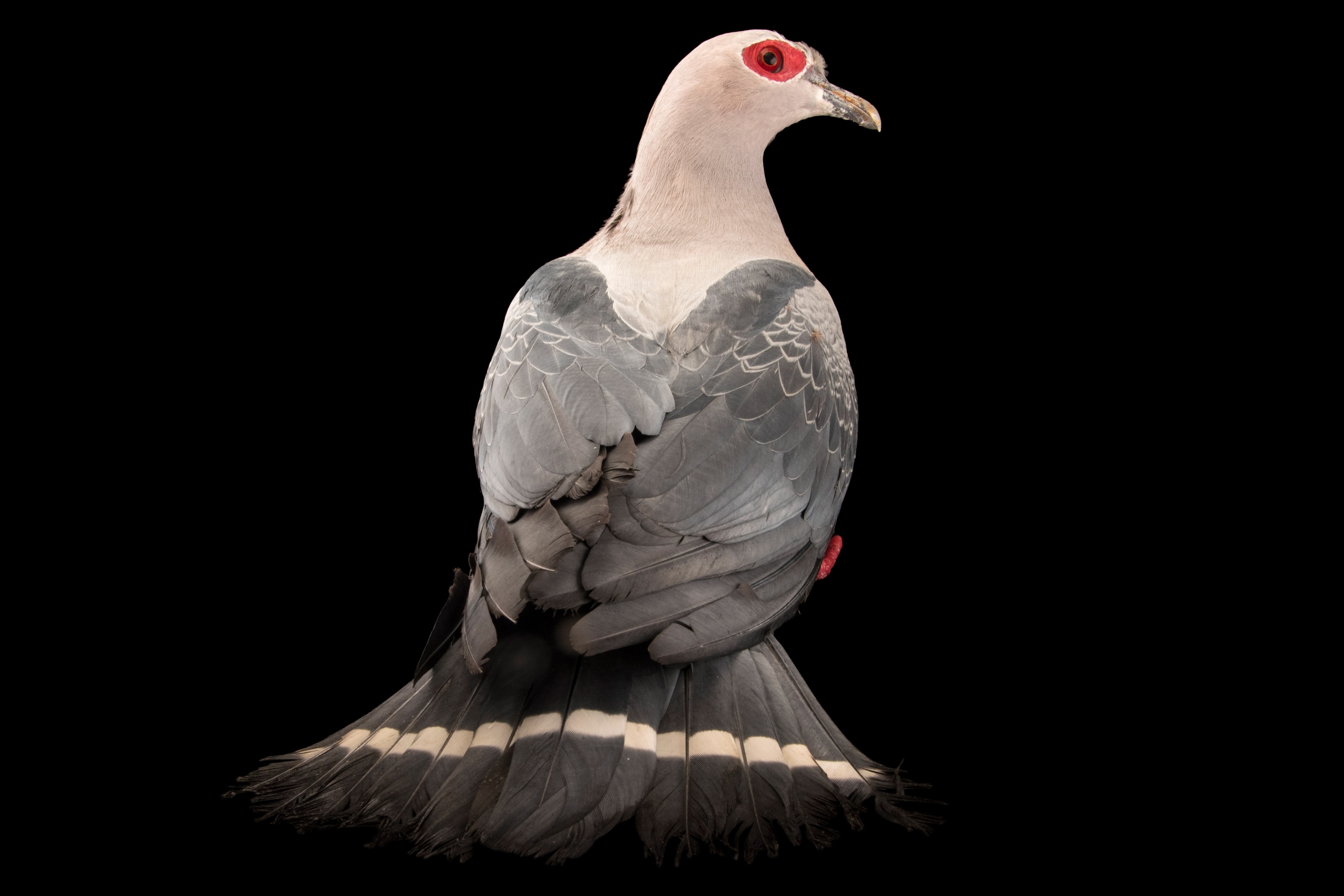 Studio photograph of a Pinon's imperial pigeon