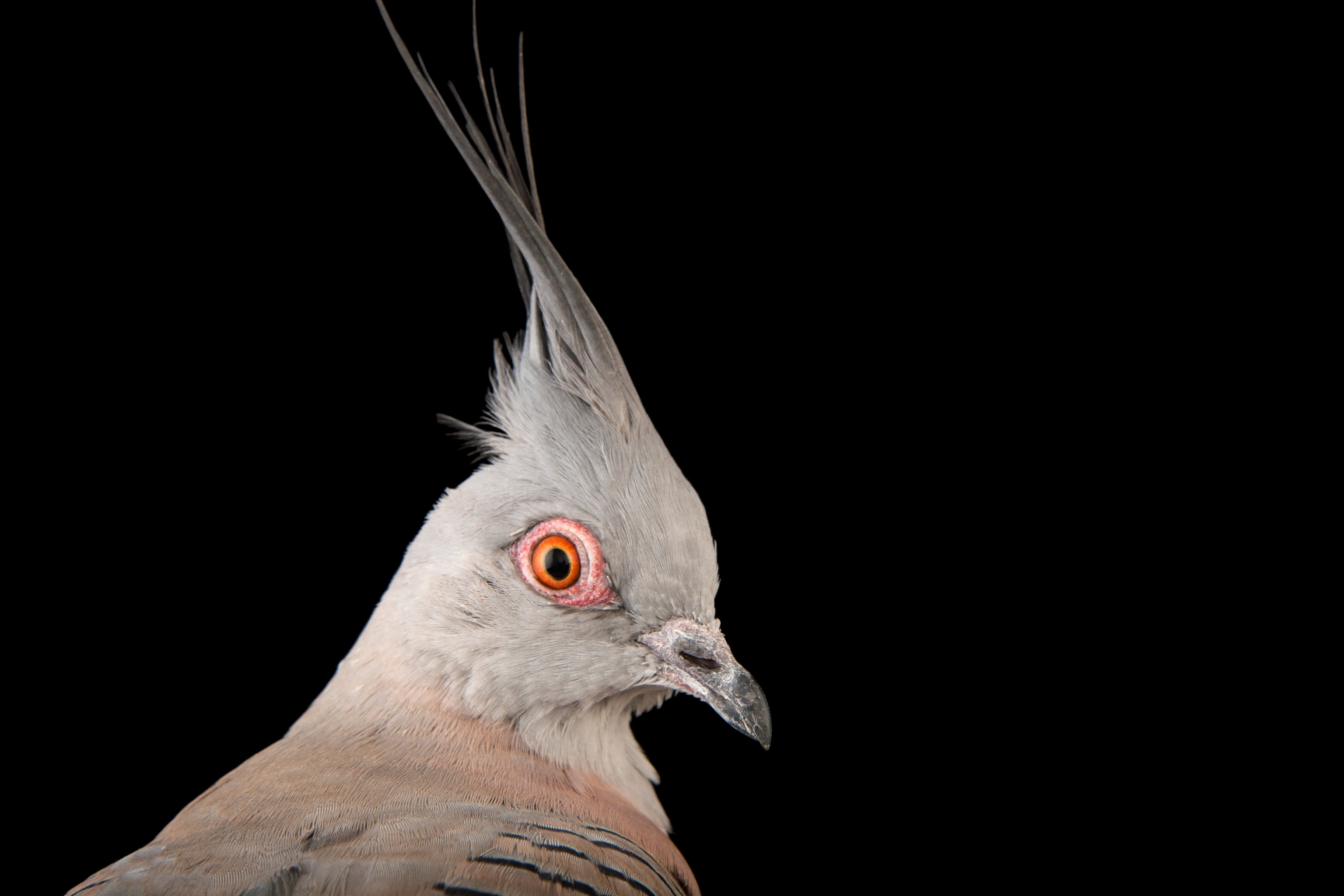 Studio photograph of a crested pigeon