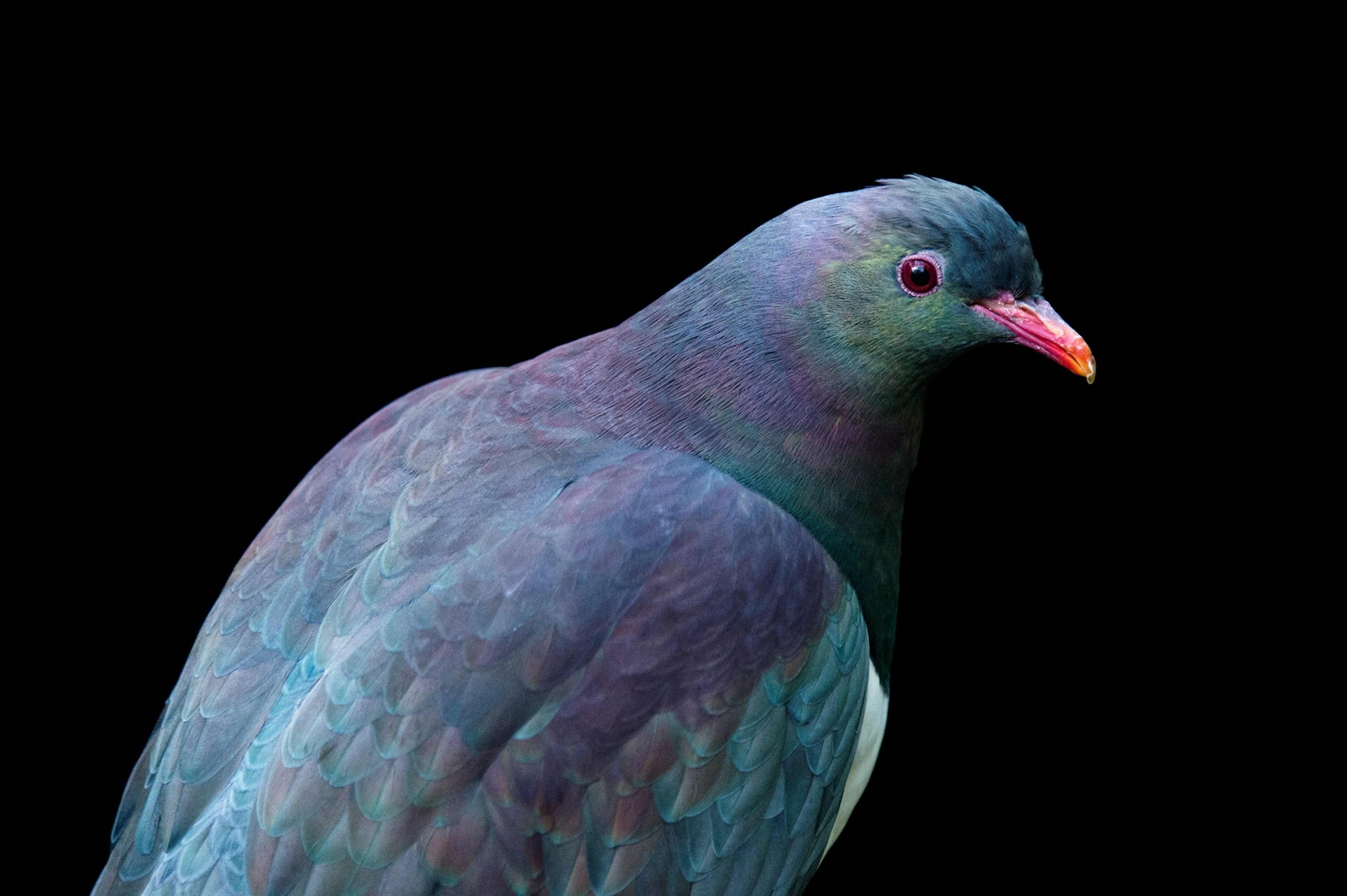 Studio photograph of a New Zealand pigeon