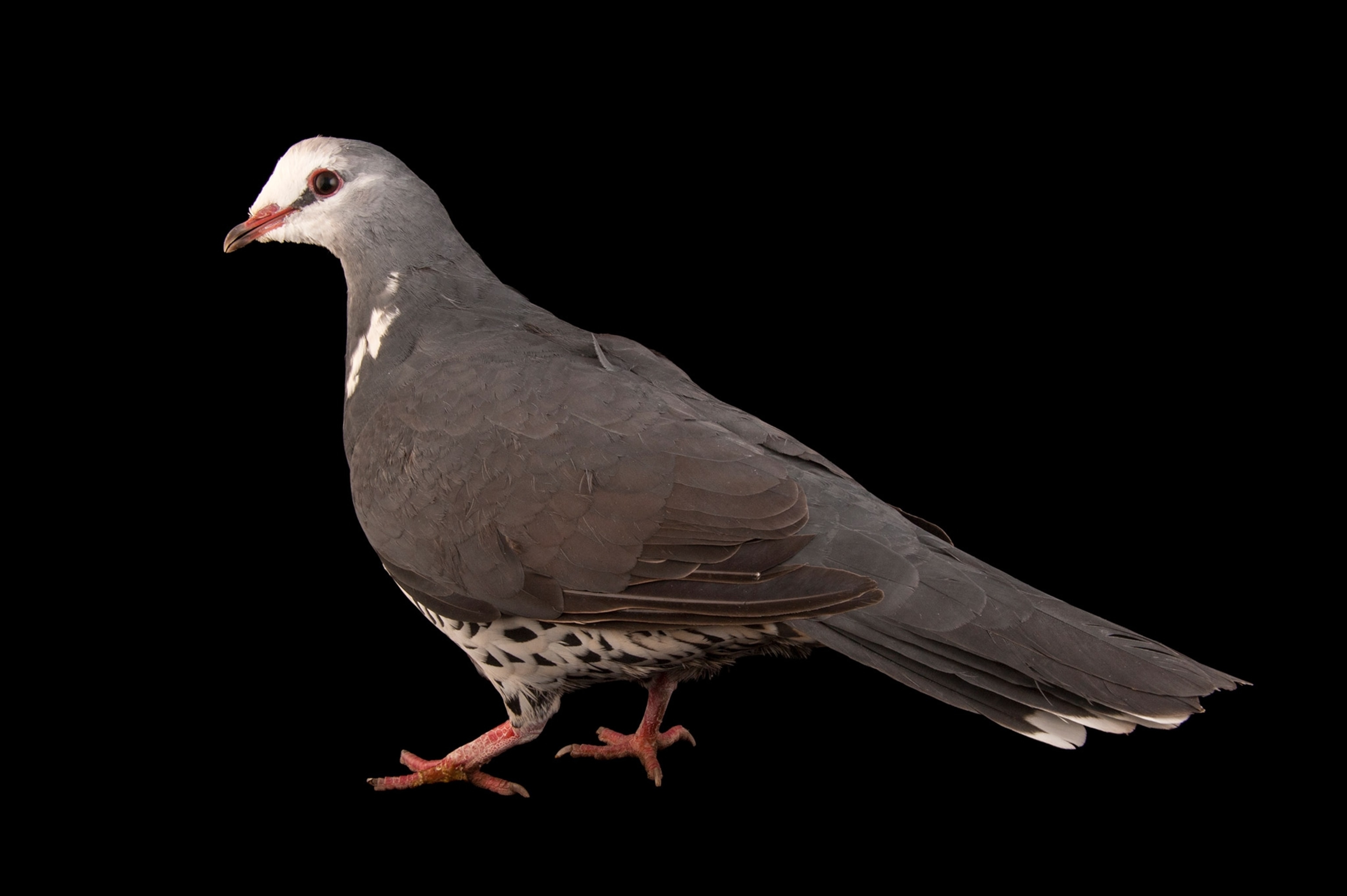 Studio photograph of a wonga pigeon