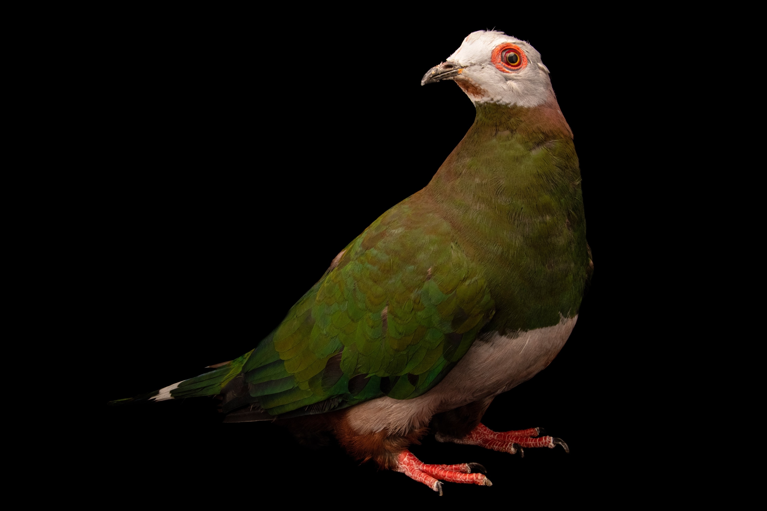 Studio photograph of a pink-bellied imperial pigeon