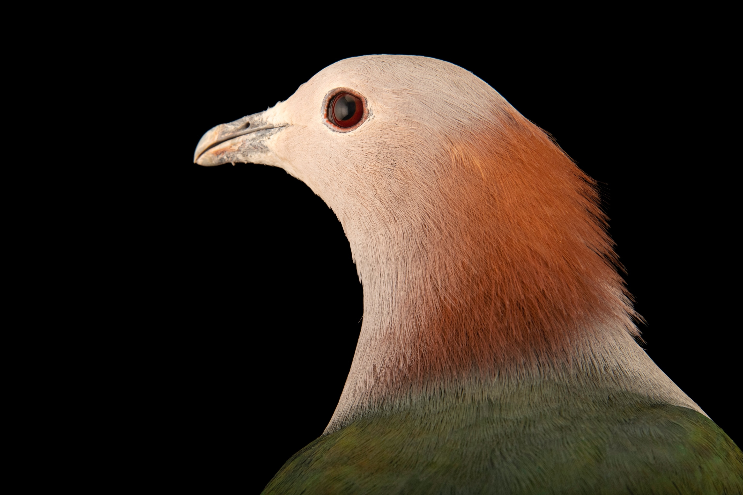 Studio photograph of a chestnut-naped imperial pigeon