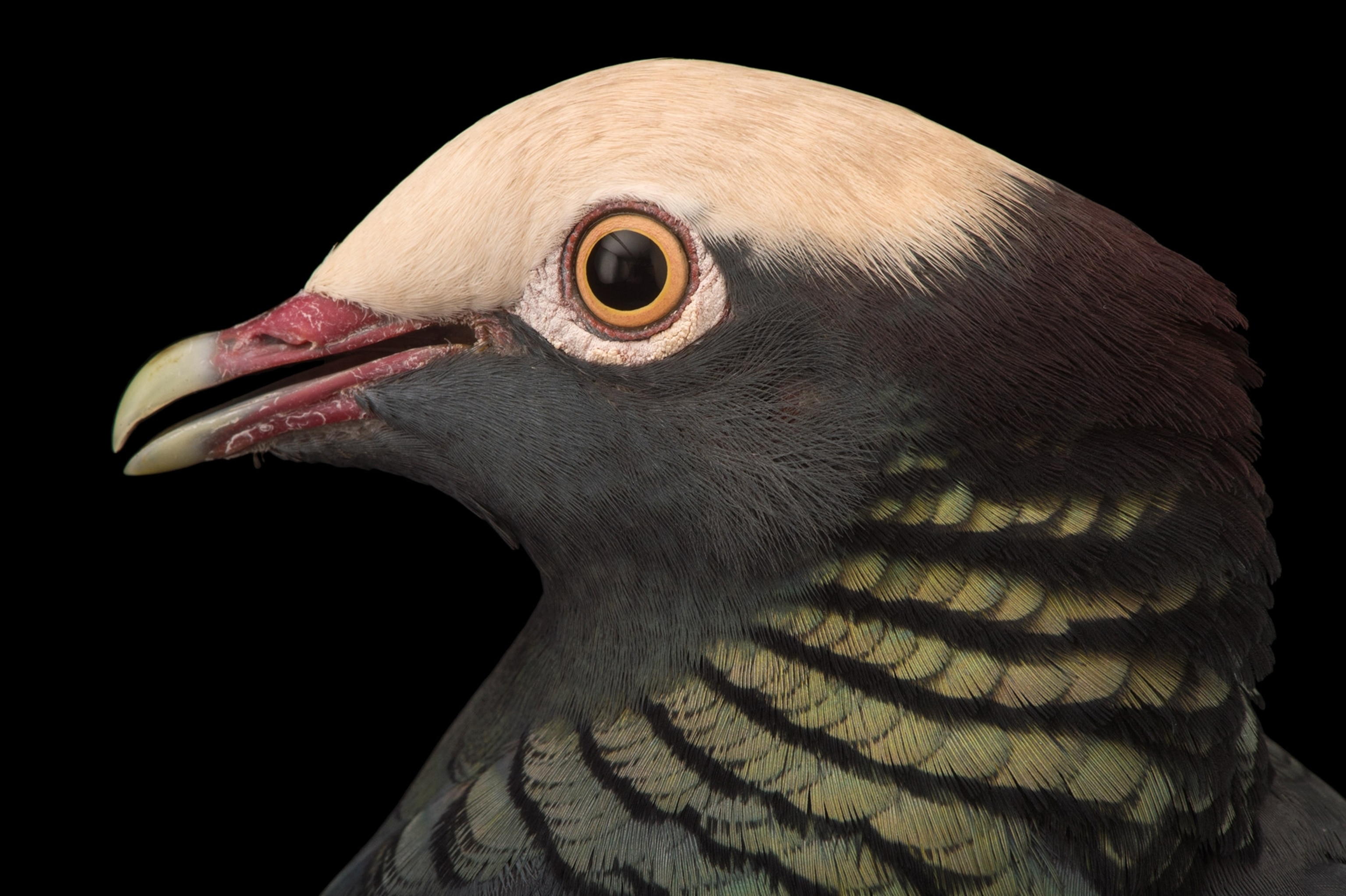 Studio photograph of a white crowned pigeon