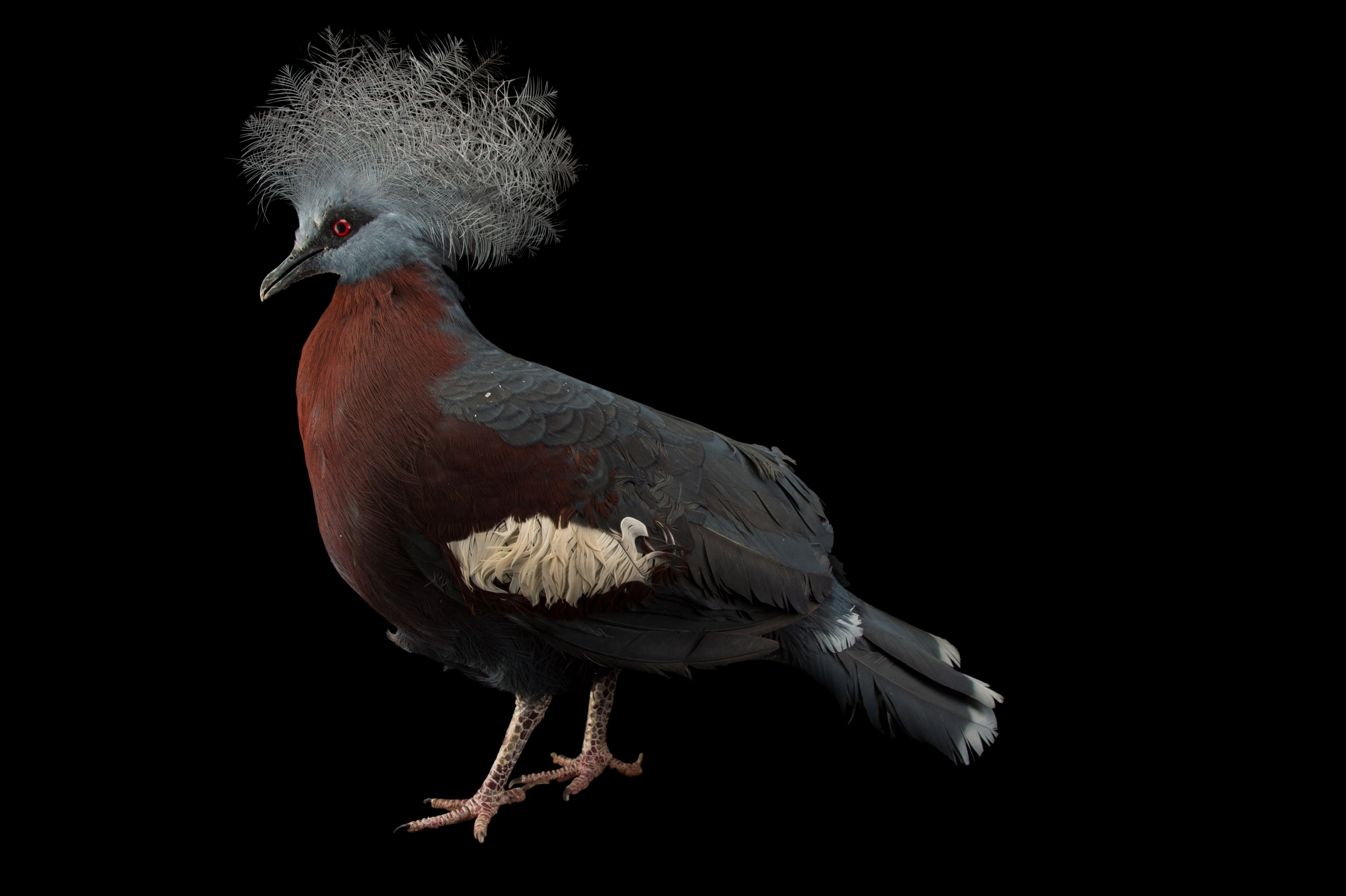 Studio photograph of a vulnerable sheepmaker's crowned pigeon