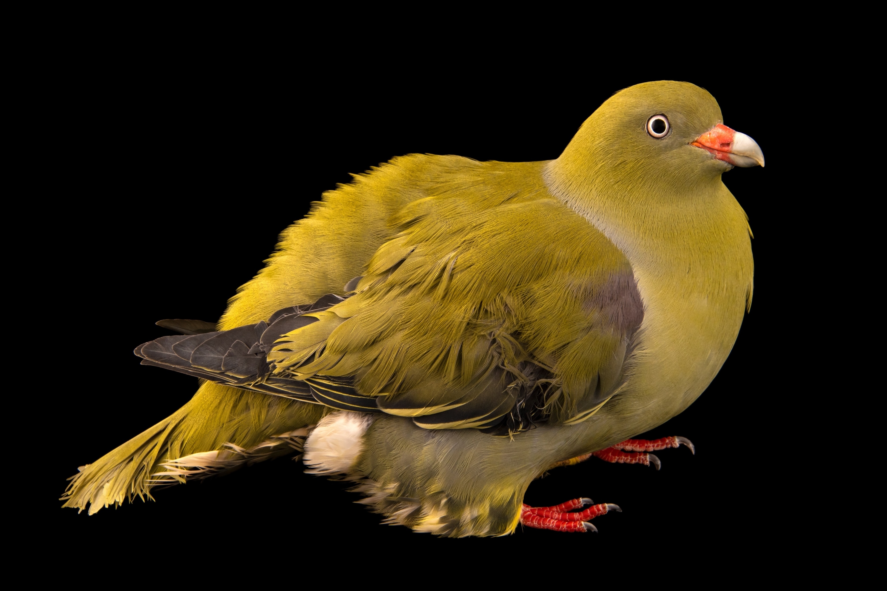 Studio photograph of a male African green pigeon