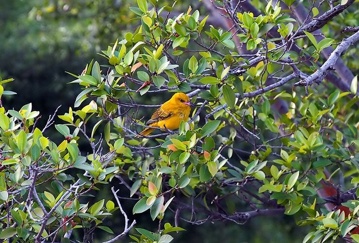 Golden Oriole on a branch