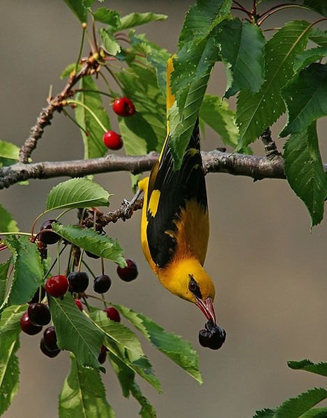 Golden Oreole diet