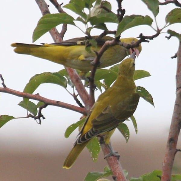 Golden Oriole male and female