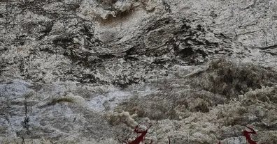 Картинка довгочиту