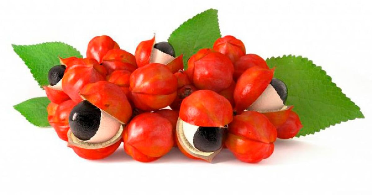 Коротко про гуарану - природний енергетик - PREMIUM на we.ua