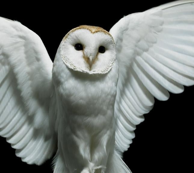 Original full photo of diamond eyes cover. : r/deftones