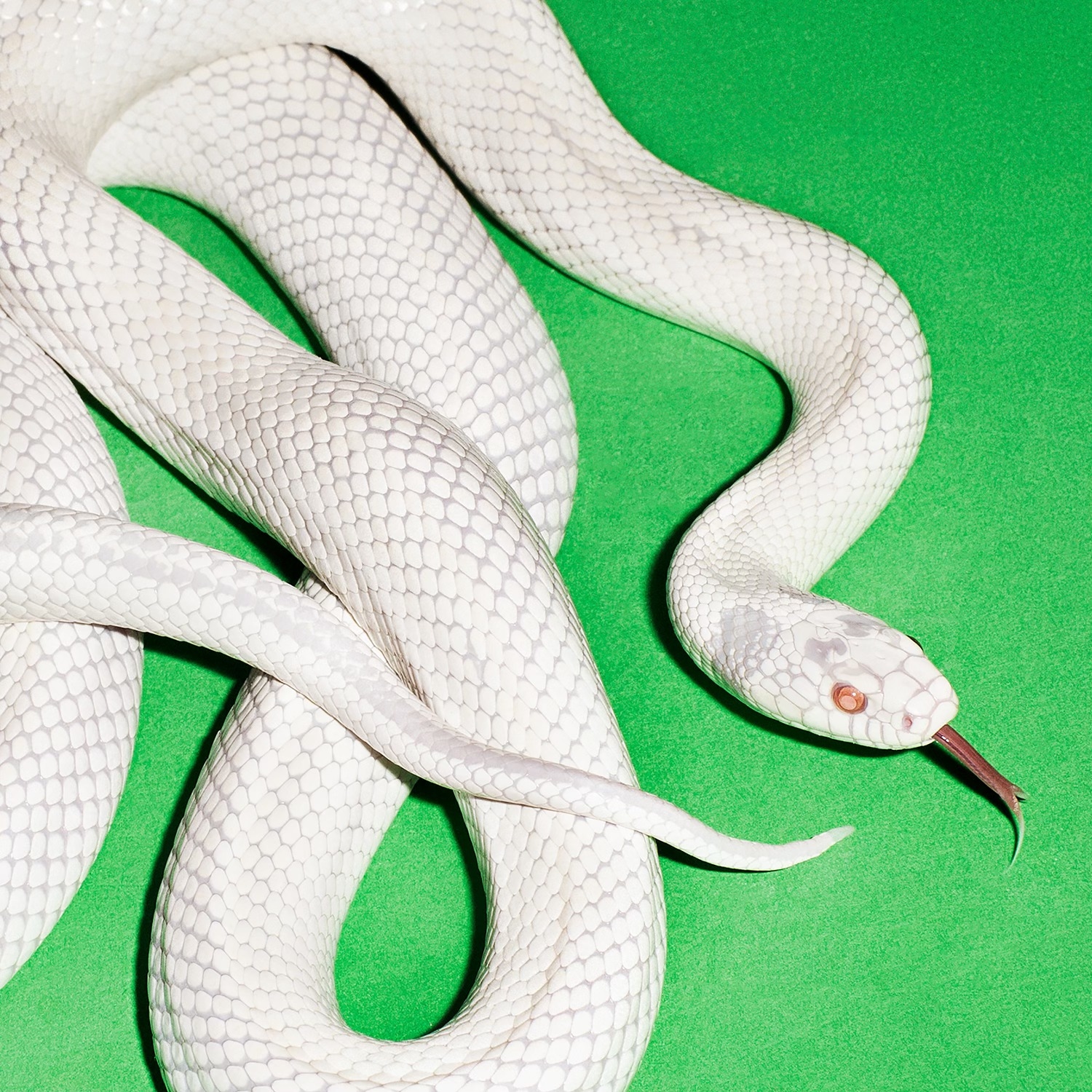 May be an image of snake