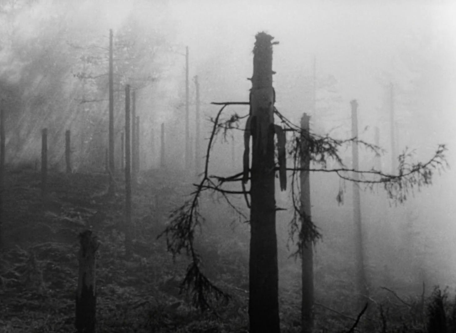 Гадаю, однією з причин схожости “Невідомого солдата” та “Я звинувачую” також є поле бою, на яких видніються знищені ліси. Образ понівечених дерев є сильнішим та промовистішим, ніж собі думав.