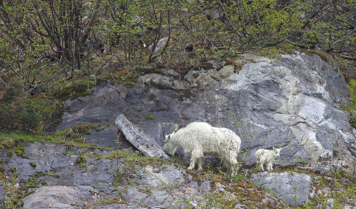 Гірські козли (Oreamnus americanus)