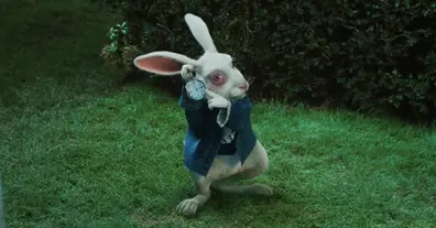 Картинка довгочиту