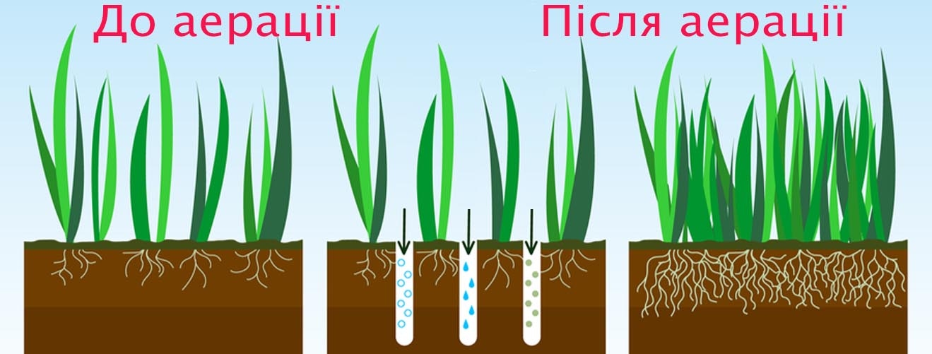 Важливість аерації газону