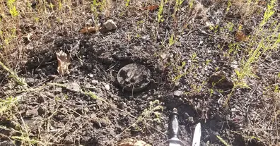 Картинка довгочиту