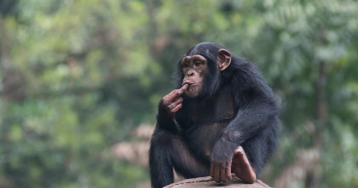 27 цікавих фактів про шипанзе: що ми знаємо про найближчих родичів людини - [Не]Знайка на we.ua
