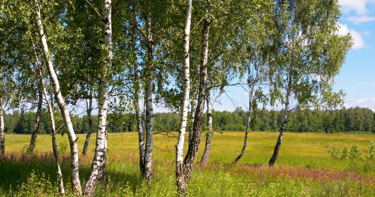 13 цікавих фактів про берези: дерево, яке відновлює ліс і захищає землю - [Не]Знайка на we.ua