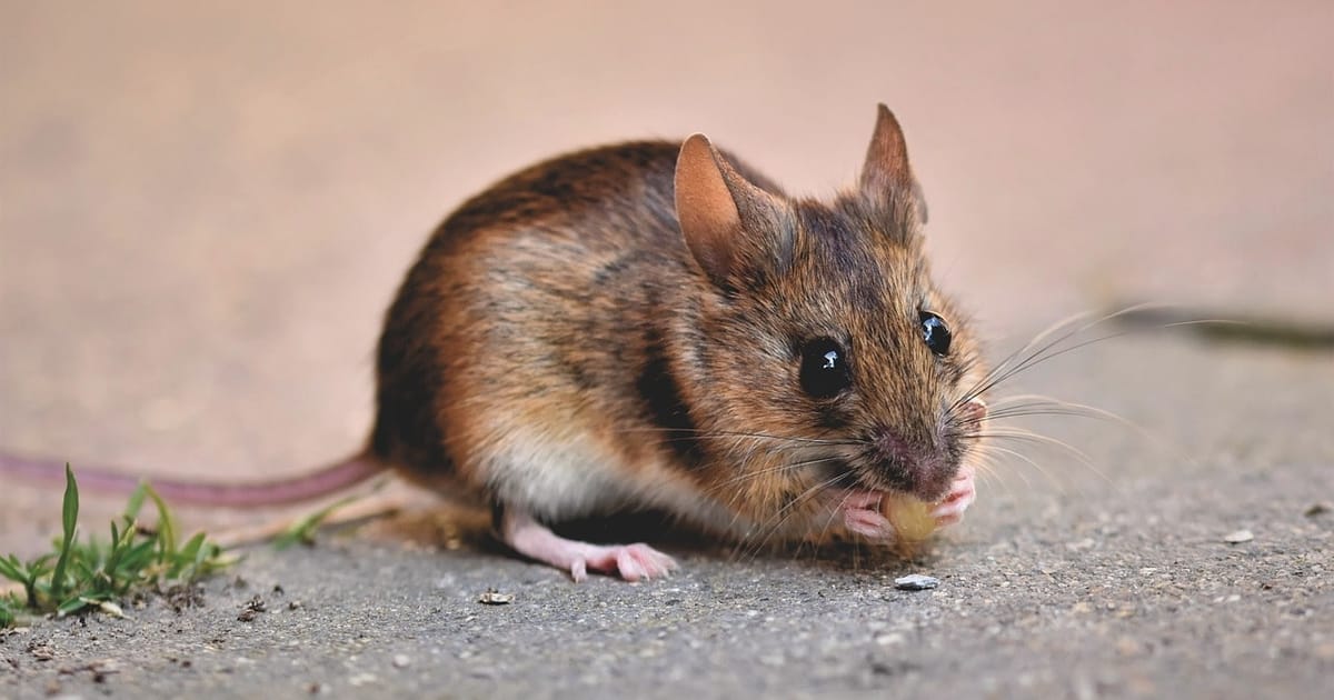 15 ціквих фактів про мишей: що ми ще не знаємо про цих милих гризунів - [Не]Знайка на we.ua