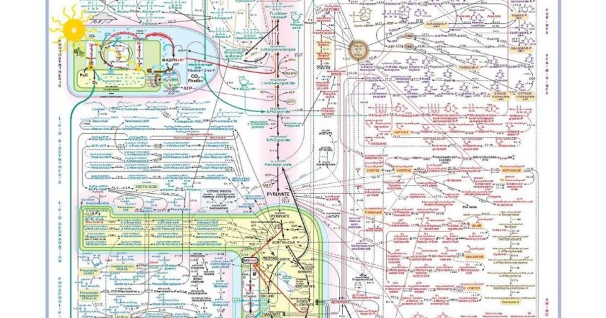 Метаболізм - Анна Шестакова на we.ua