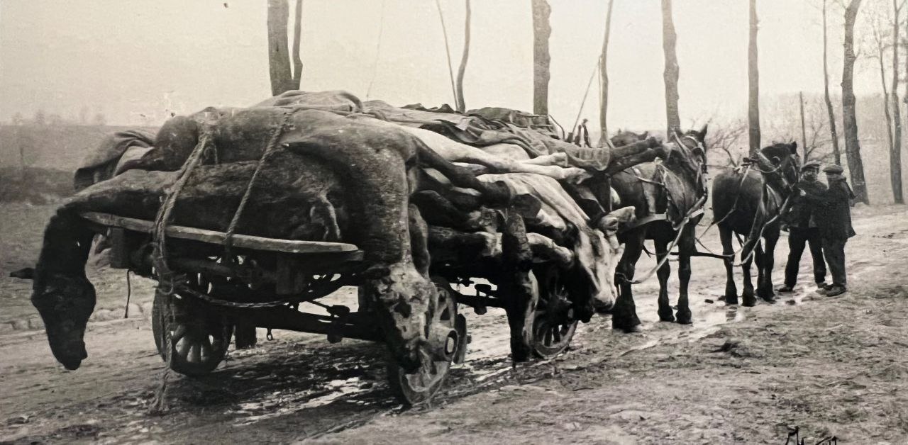 Коні увозять з поля бою інших коней, що загинули під час битви на Іпрі.