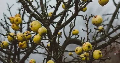 Картинка довгочиту