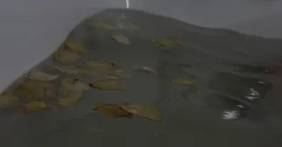 Картинка довгочиту