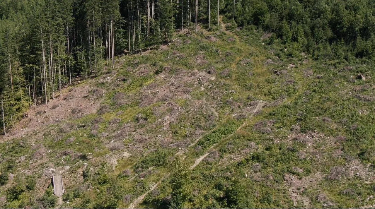 На Івано-Франківщині правоохоронці проводять масштабне розслідування незаконних рубок лісу