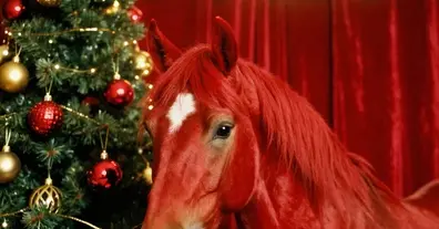 Картинка довгочиту