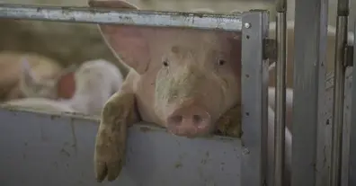 Картинка довгочиту