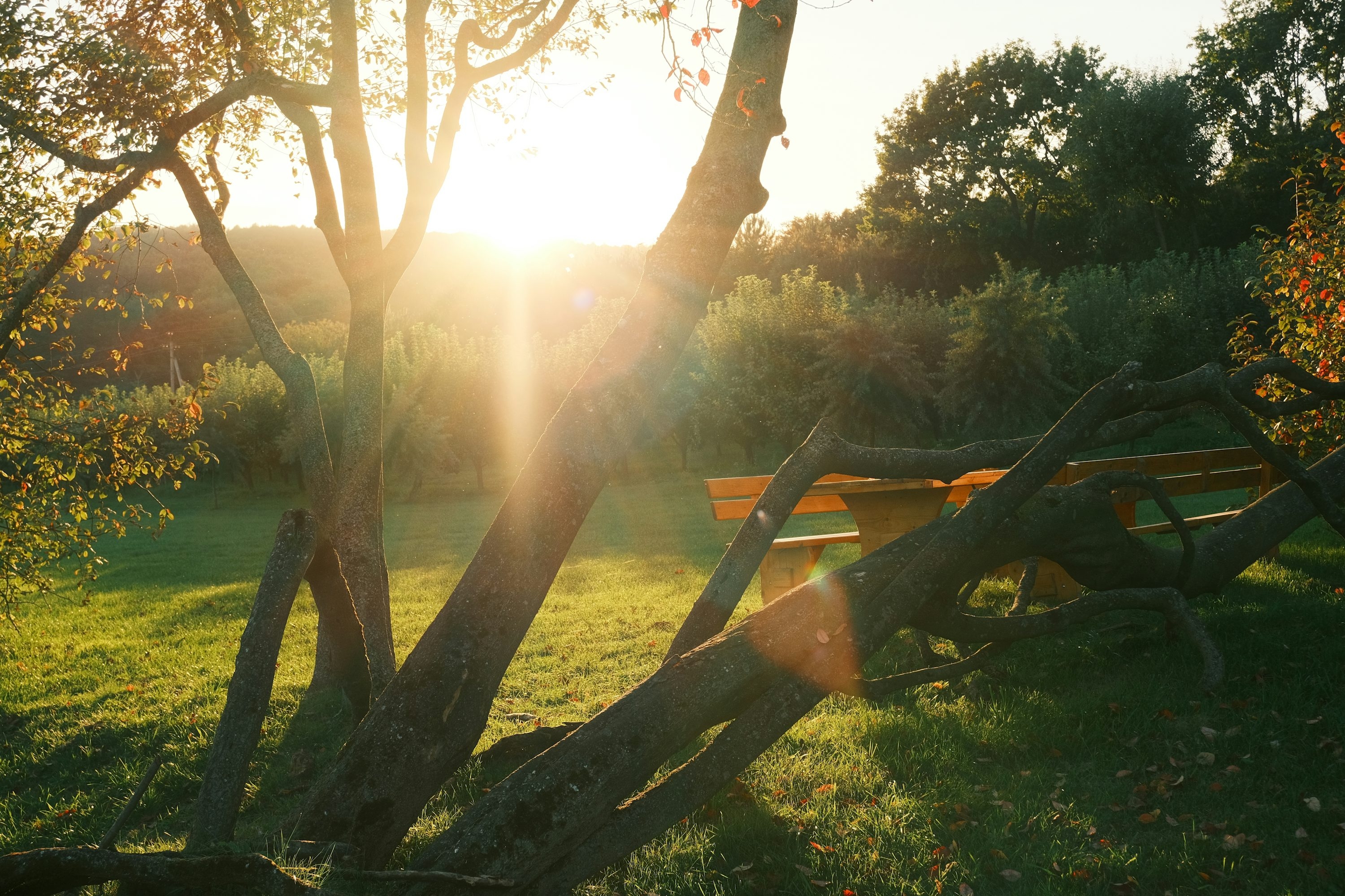 Sunlight streams through trees onto a grassy picnic area