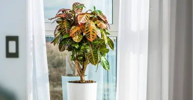 Картинка довгочиту