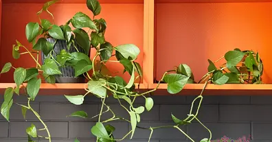 Картинка довгочиту