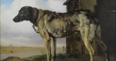 Картинка довгочиту