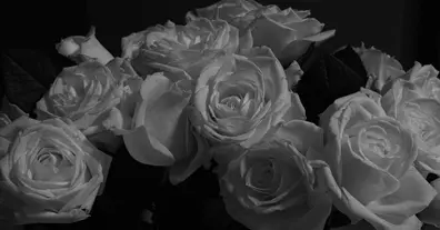 Картинка довгочиту