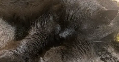 Картинка довгочиту