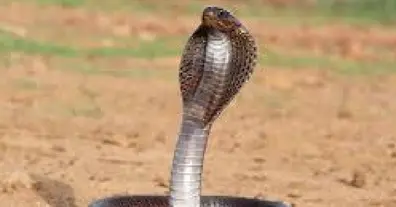 Картинка довгочиту