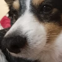 Dog with a blog