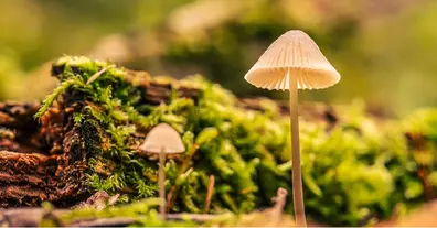 Картинка довгочиту