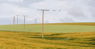 Картинка довгочиту