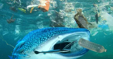 Картинка довгочиту