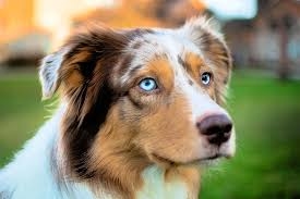 Какая порода собак самая умная: топ умных пород собак с фото | PEDIGREE®