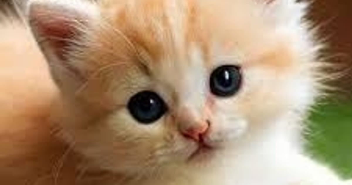 котики - Погранична Віра на we.ua